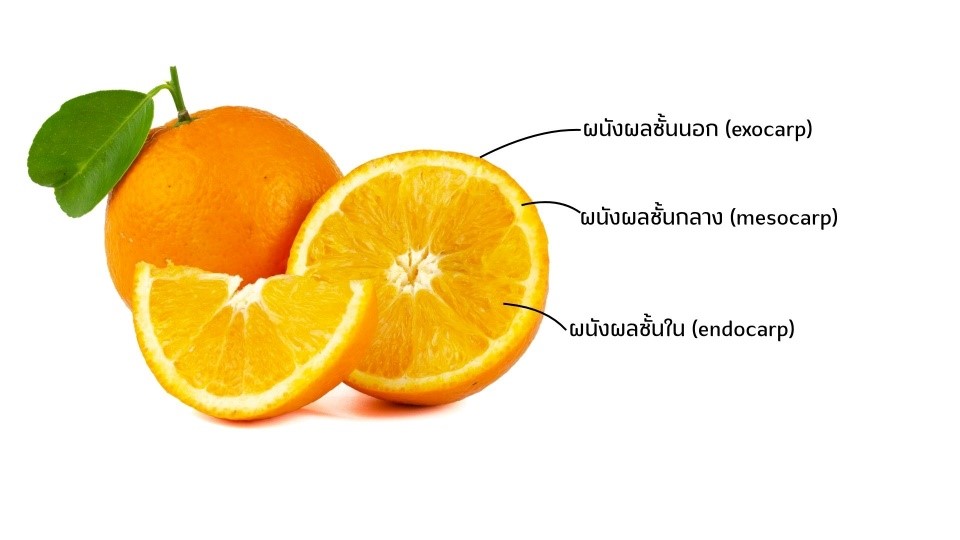 faq-jam-jelly-06.jpg